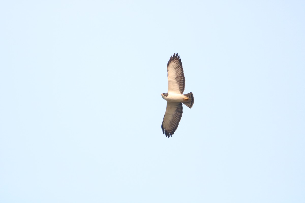 Short-tailed Hawk - ML624202122