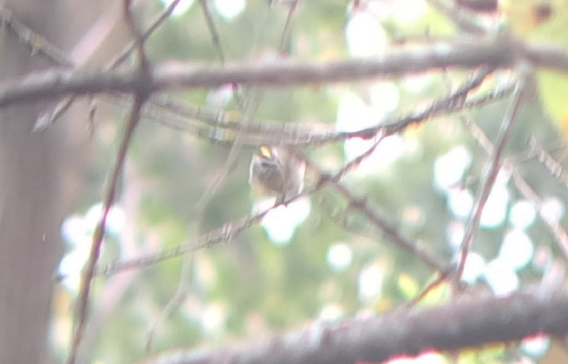 Golden-crowned Kinglet - Pierre Hendricks