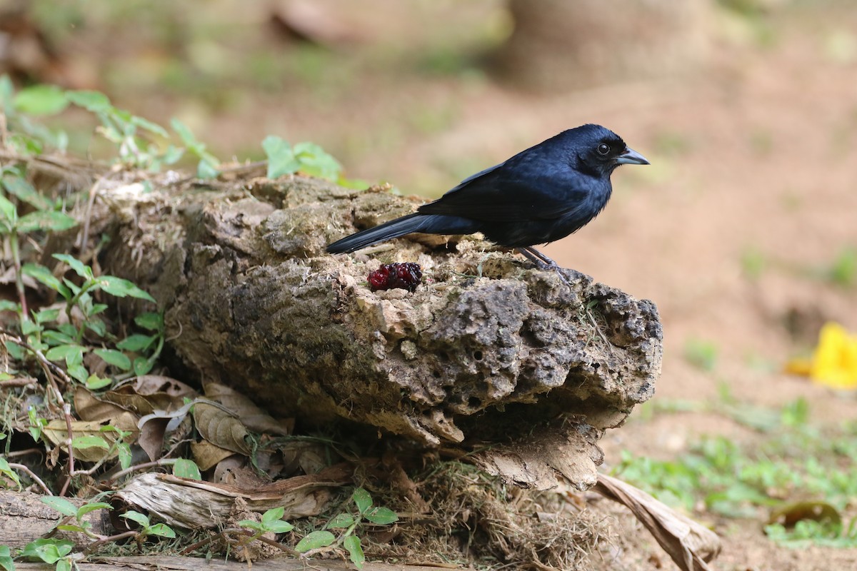 Ruby-crowned Tanager - Henrique Ressel