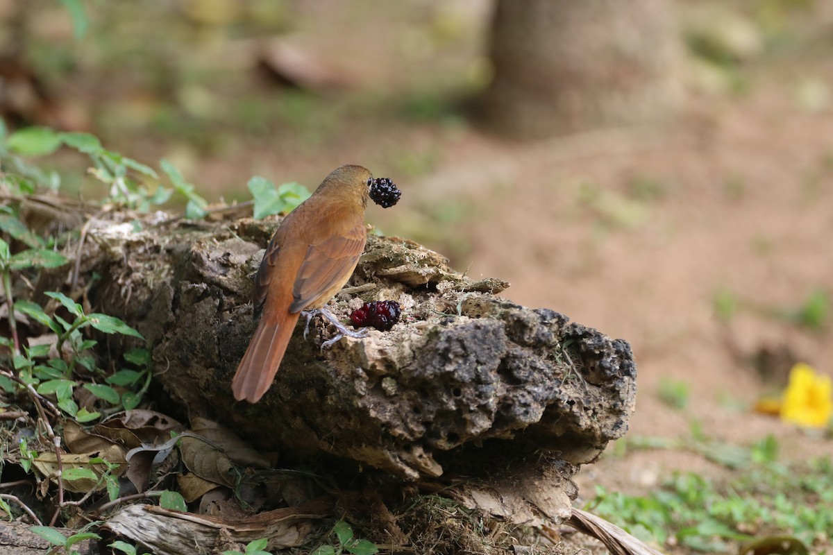 Ruby-crowned Tanager - ML624202160