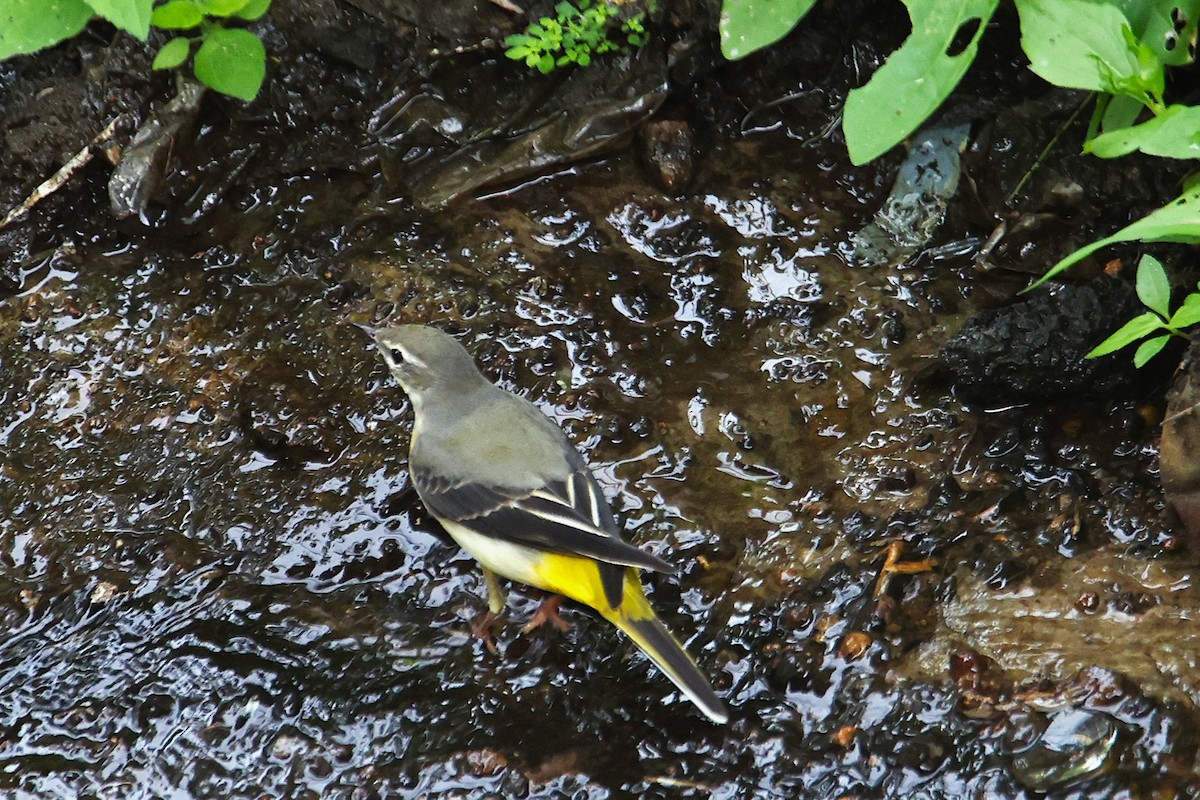 Gray Wagtail - ML624202178