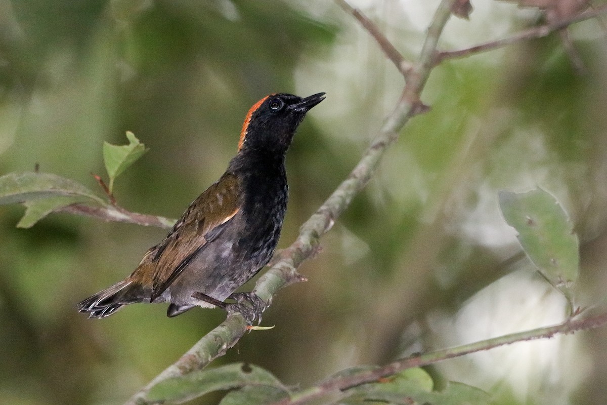 Rufous-capped Antthrush - ML624202188