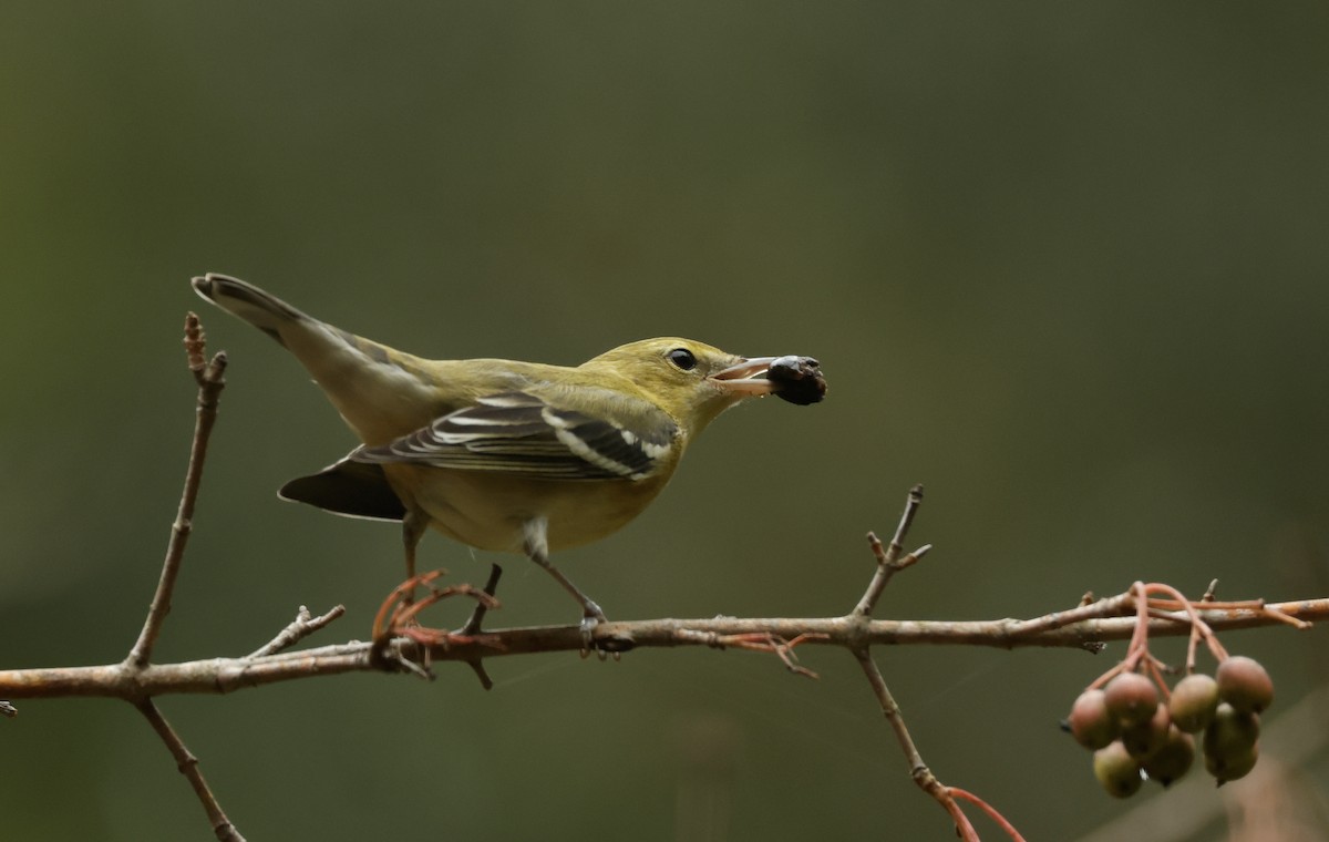 Bay-breasted Warbler - ML624202191