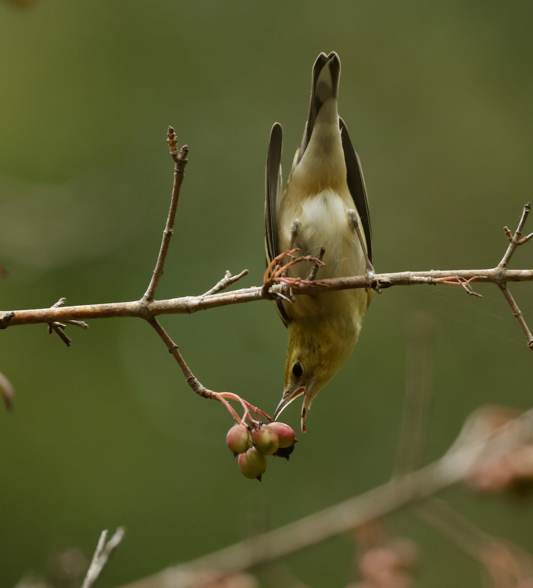 Bay-breasted Warbler - Bert Fisher