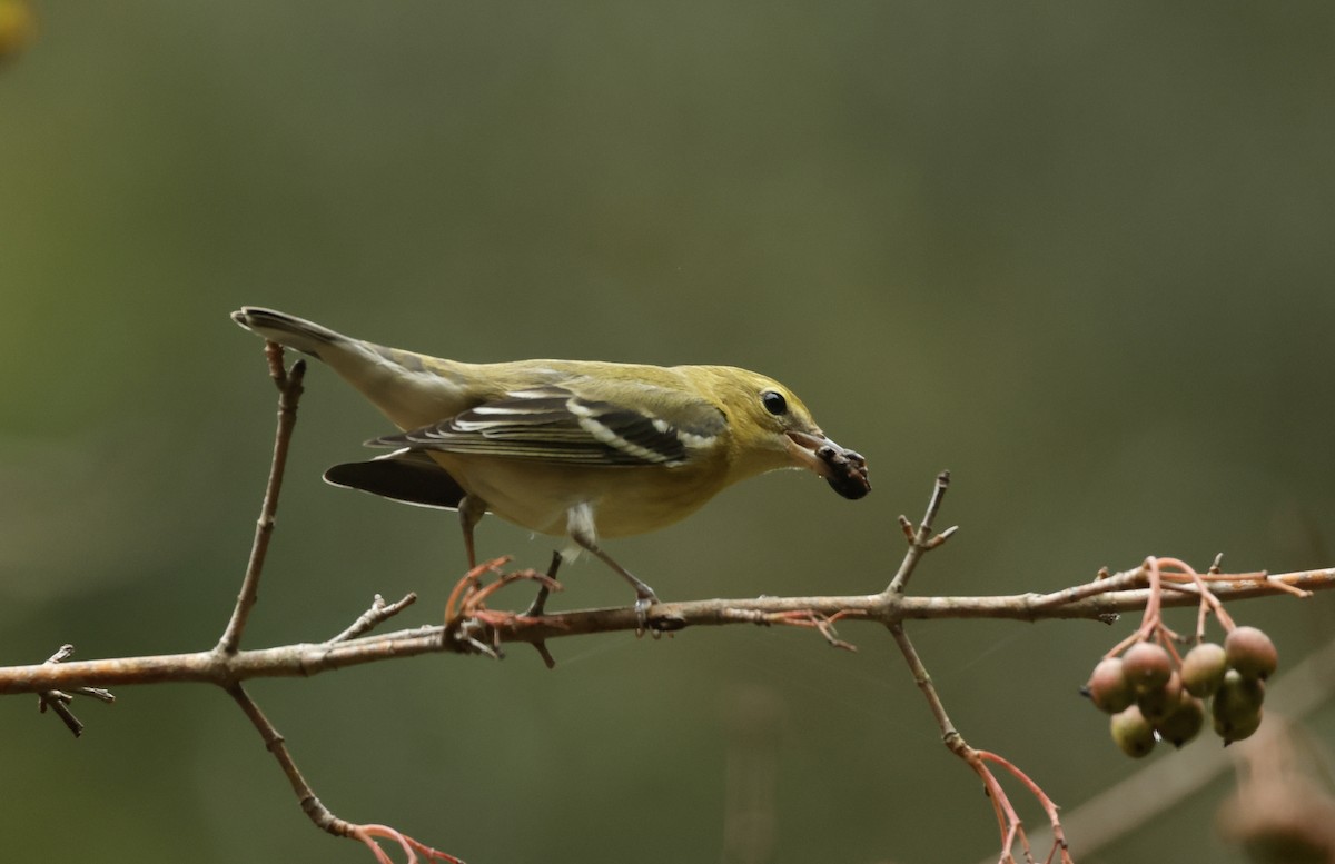 Bay-breasted Warbler - Bert Fisher