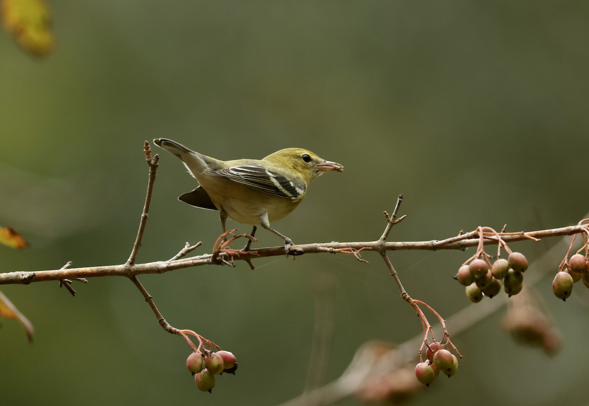 Bay-breasted Warbler - ML624202197