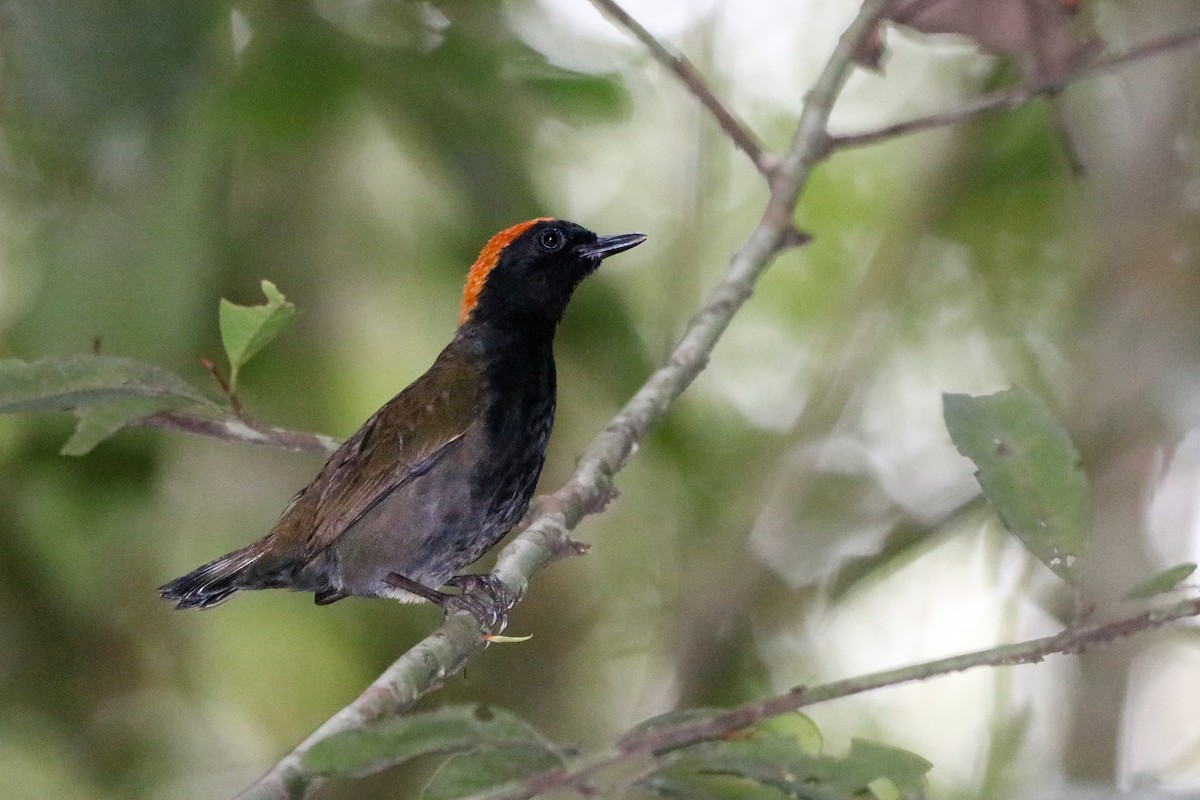 Rufous-capped Antthrush - ML624202199