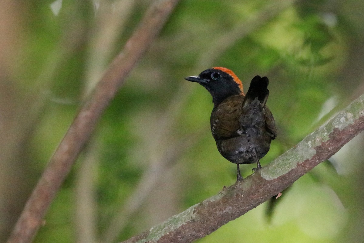 Rufous-capped Antthrush - ML624202200