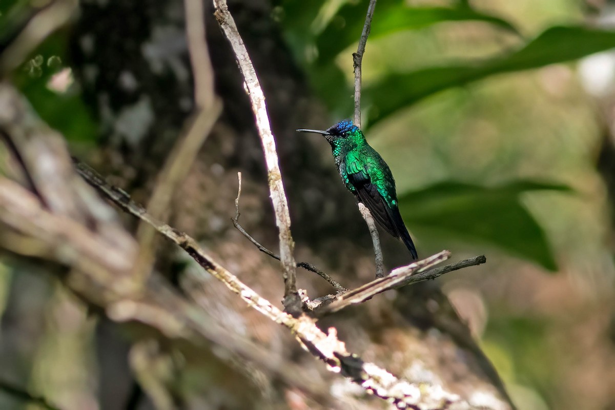 Violet-capped Woodnymph - ML624202233