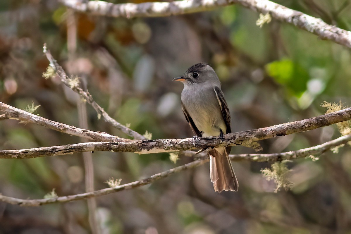 Southern Tropical Pewee - Fábio Giordano