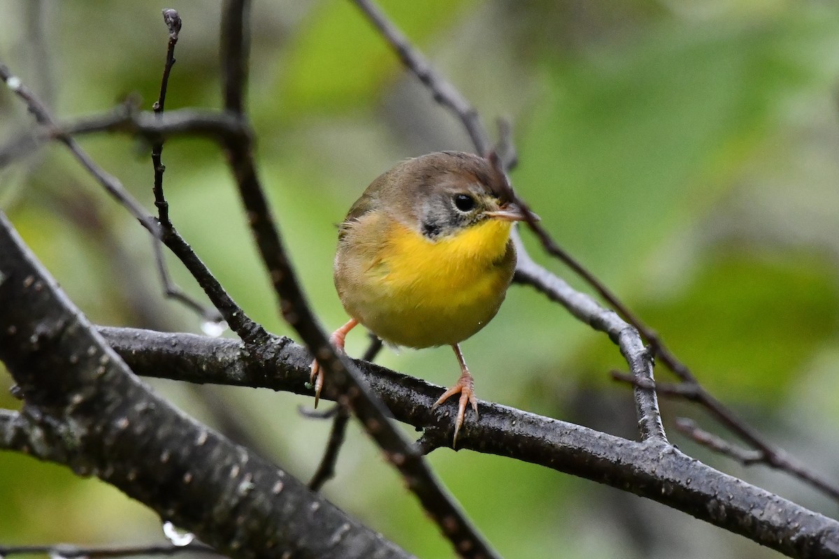 Common Yellowthroat - ML624202285