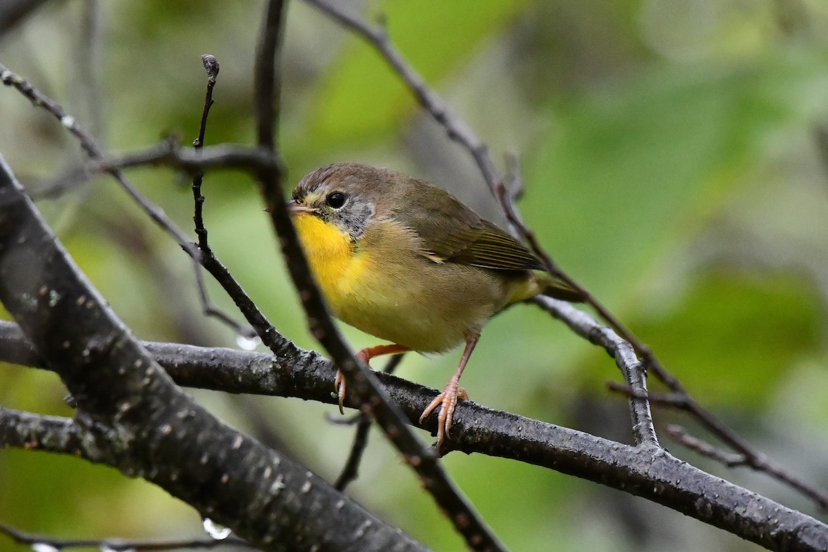 Common Yellowthroat - Garry Waldram