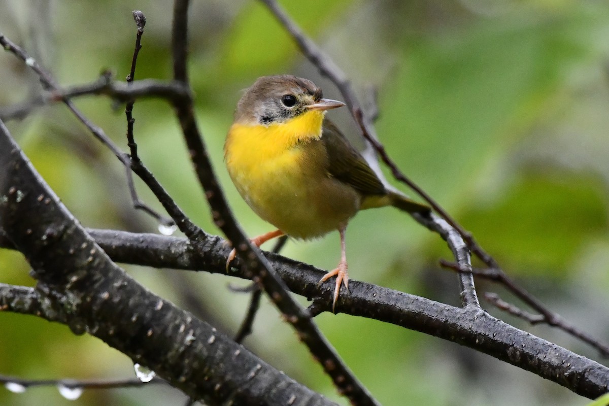 Common Yellowthroat - ML624202289