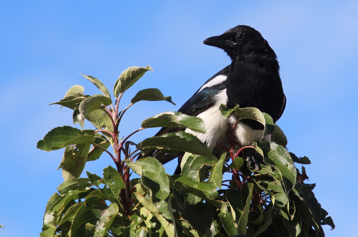 Black-billed Magpie - ML624202381