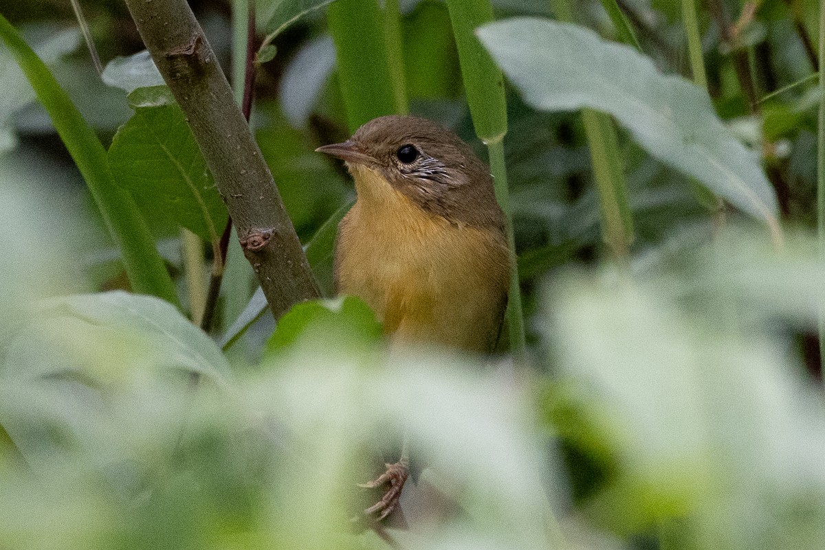 Common Yellowthroat - ML624202409