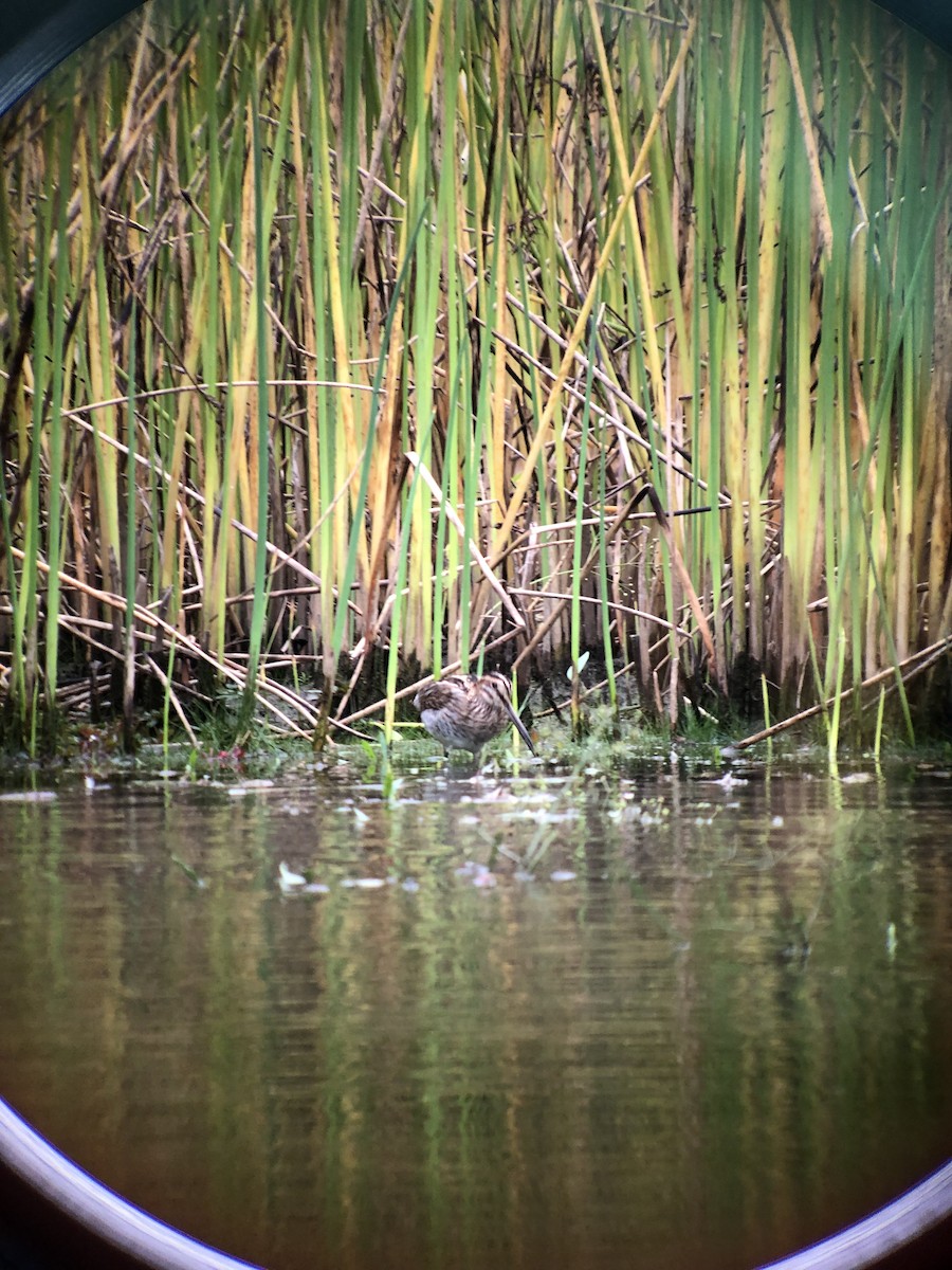 Wilson's Snipe - ML624202420