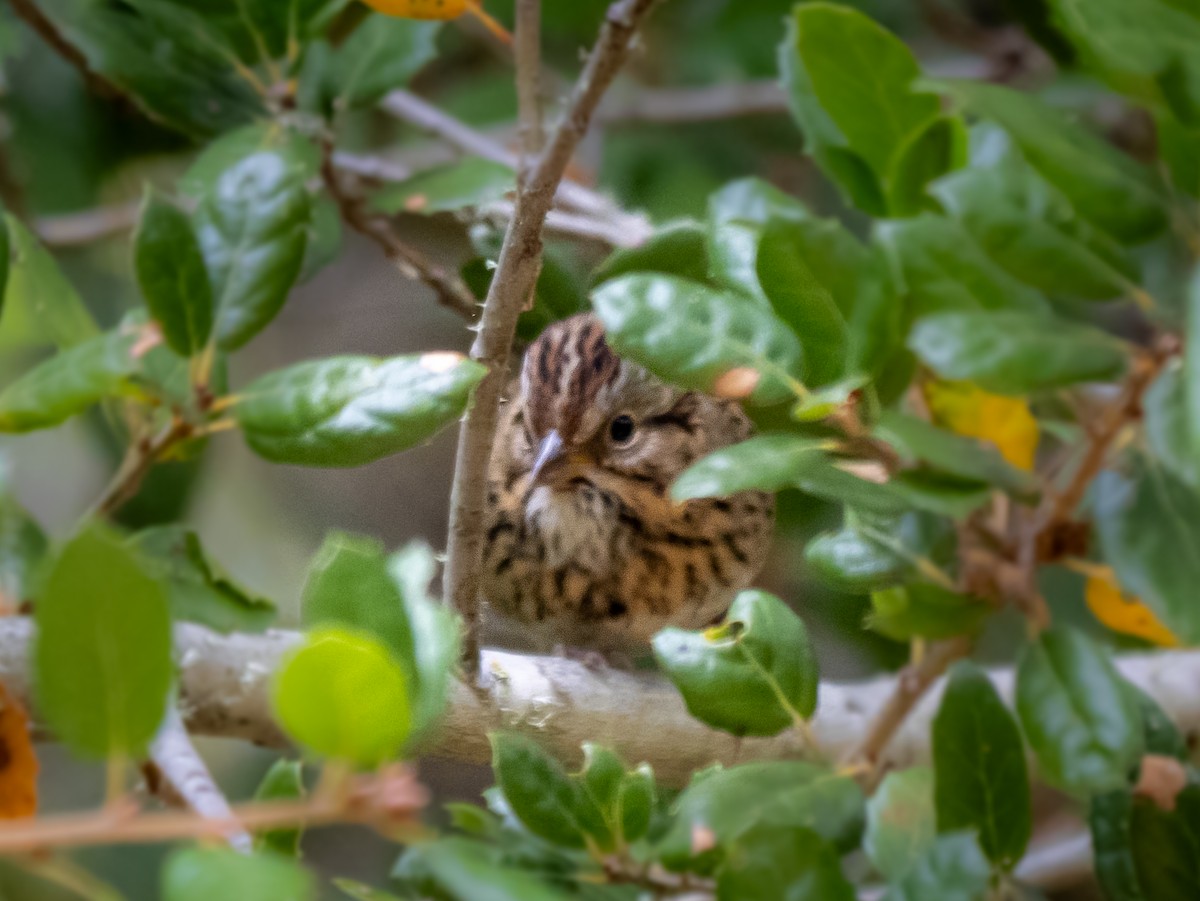 Lincoln's Sparrow - ML624202426