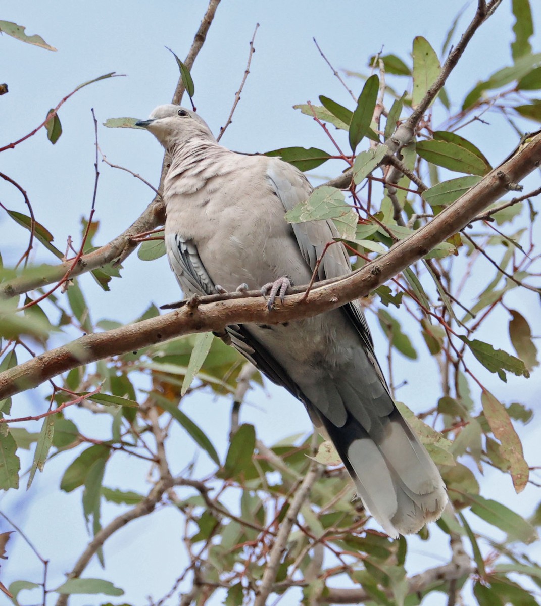 Eurasian Collared-Dove - ML624202435