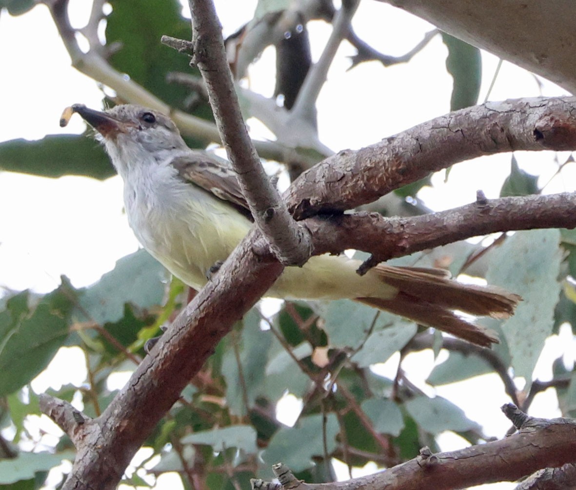 Ash-throated Flycatcher - ML624202437