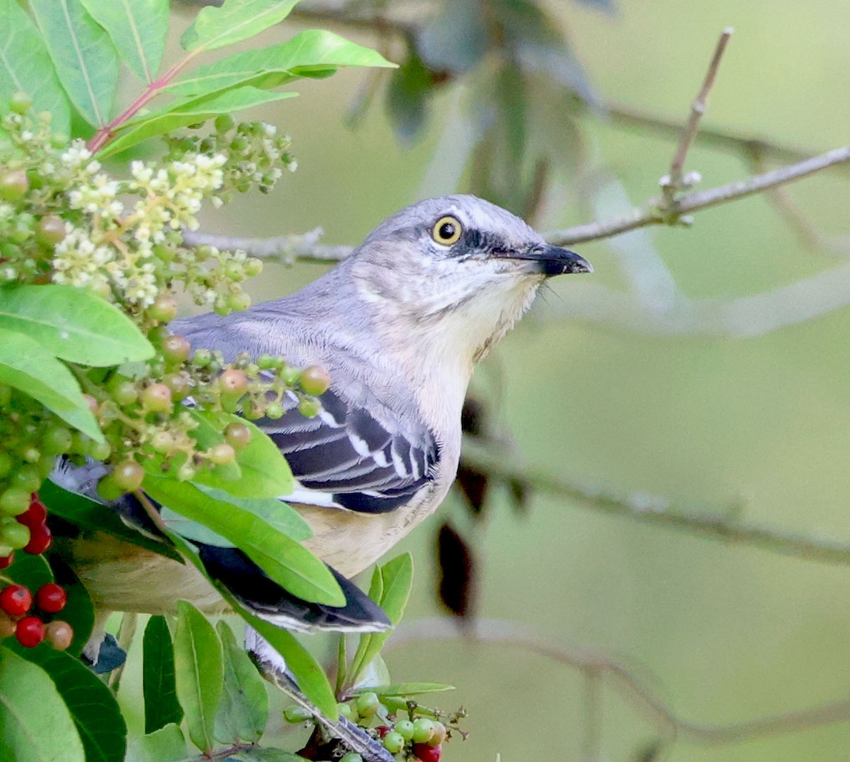 Northern Mockingbird - ML624202439