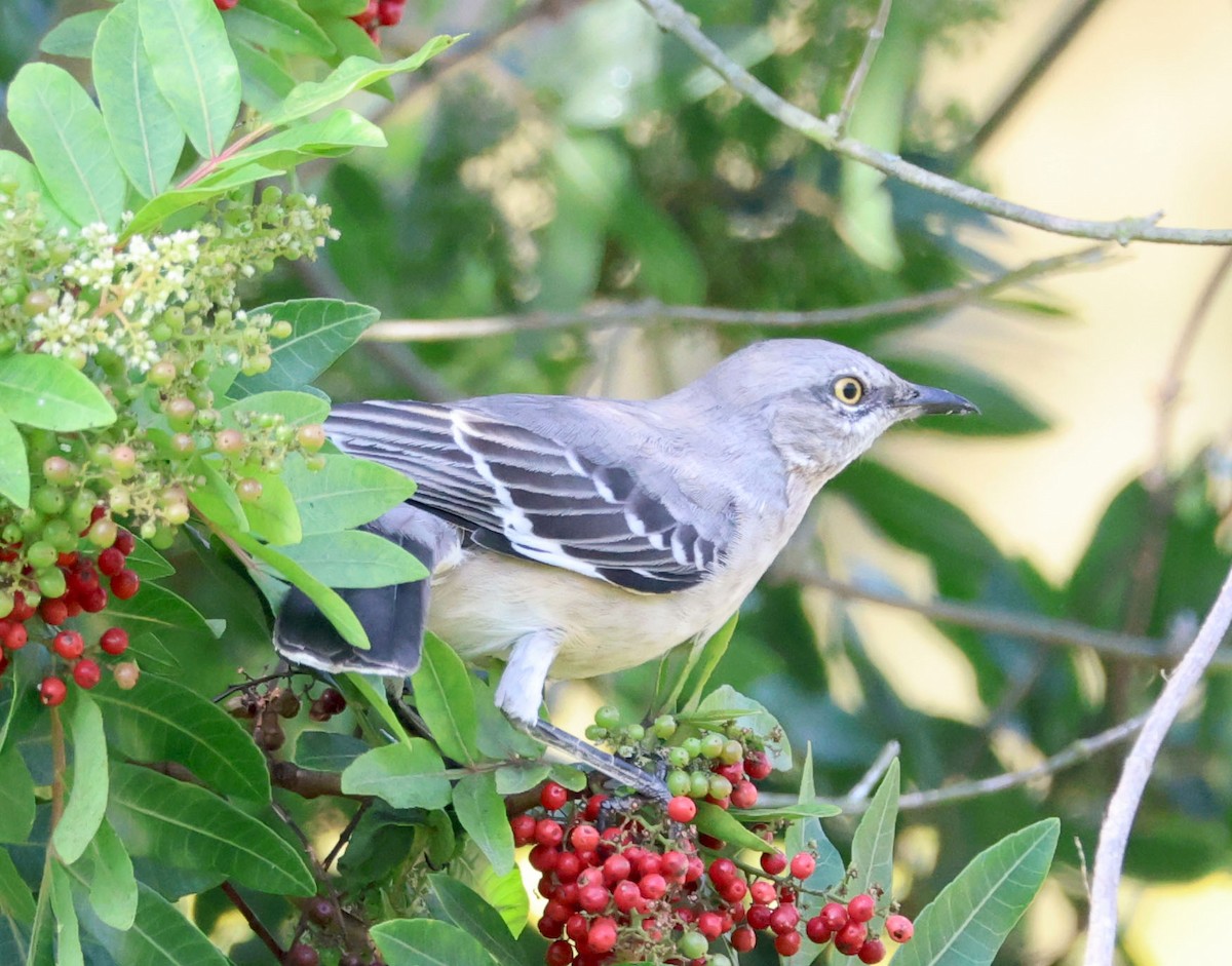 Northern Mockingbird - ML624202440