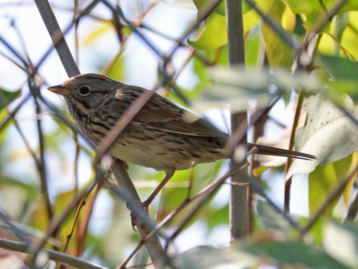 Lincoln's Sparrow - ML624202445