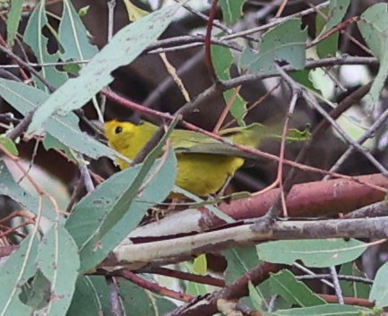 Wilson's Warbler - ML624202452