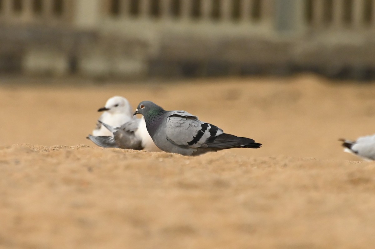 Rock Pigeon (Feral Pigeon) - ML624202486