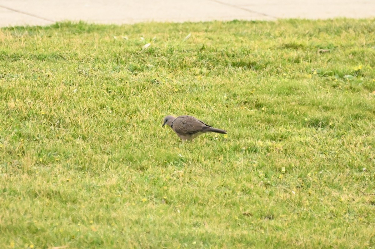 Spotted Dove - ML624202489