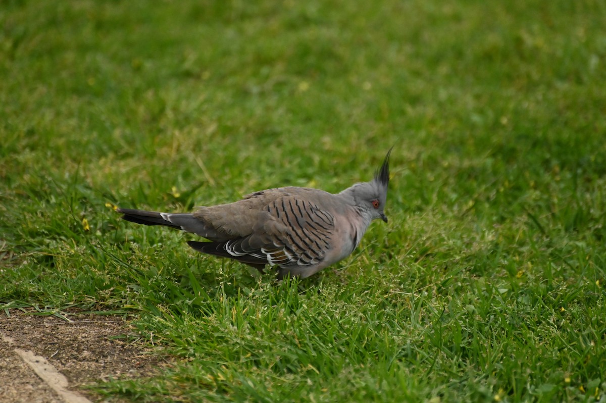 Crested Pigeon - ML624202492