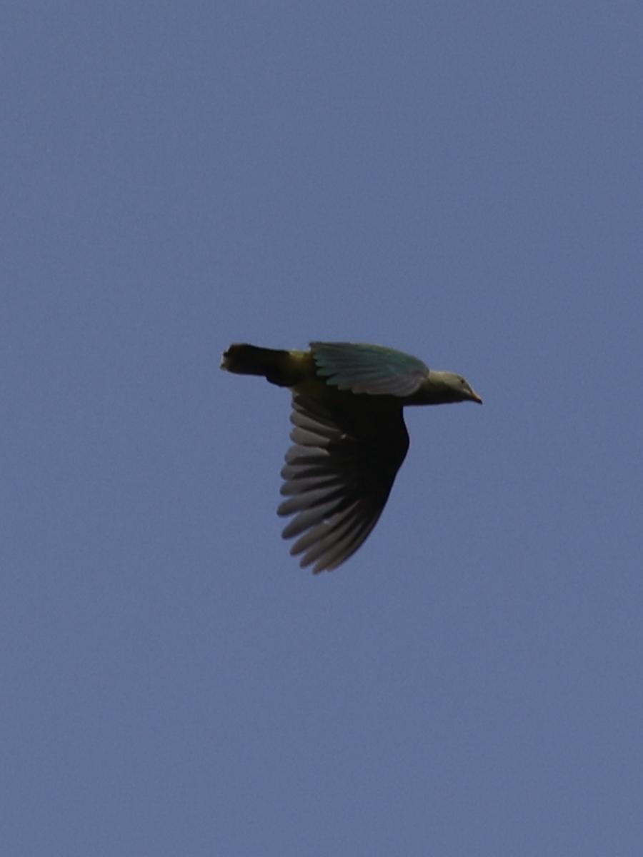 Gray-green Fruit-Dove - ML624202494