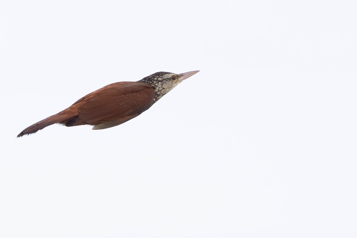 Straight-billed Woodcreeper - ML624202515