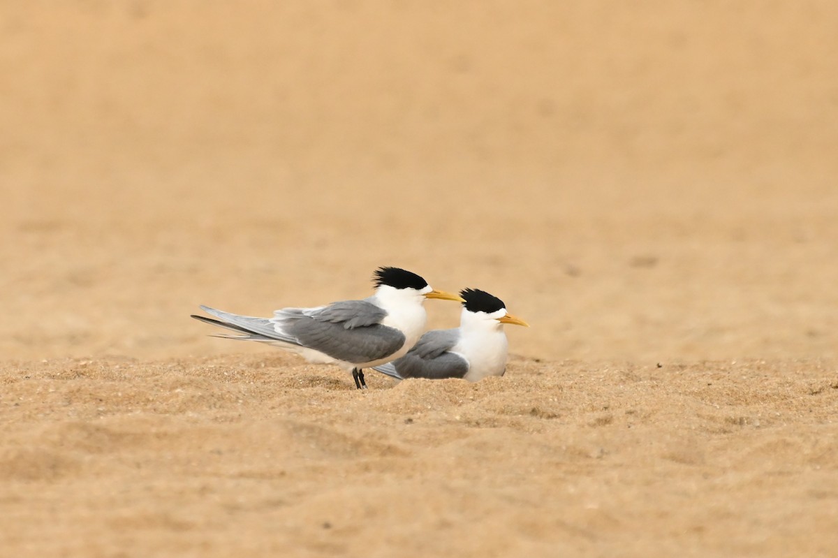 Great Crested Tern - ML624202518