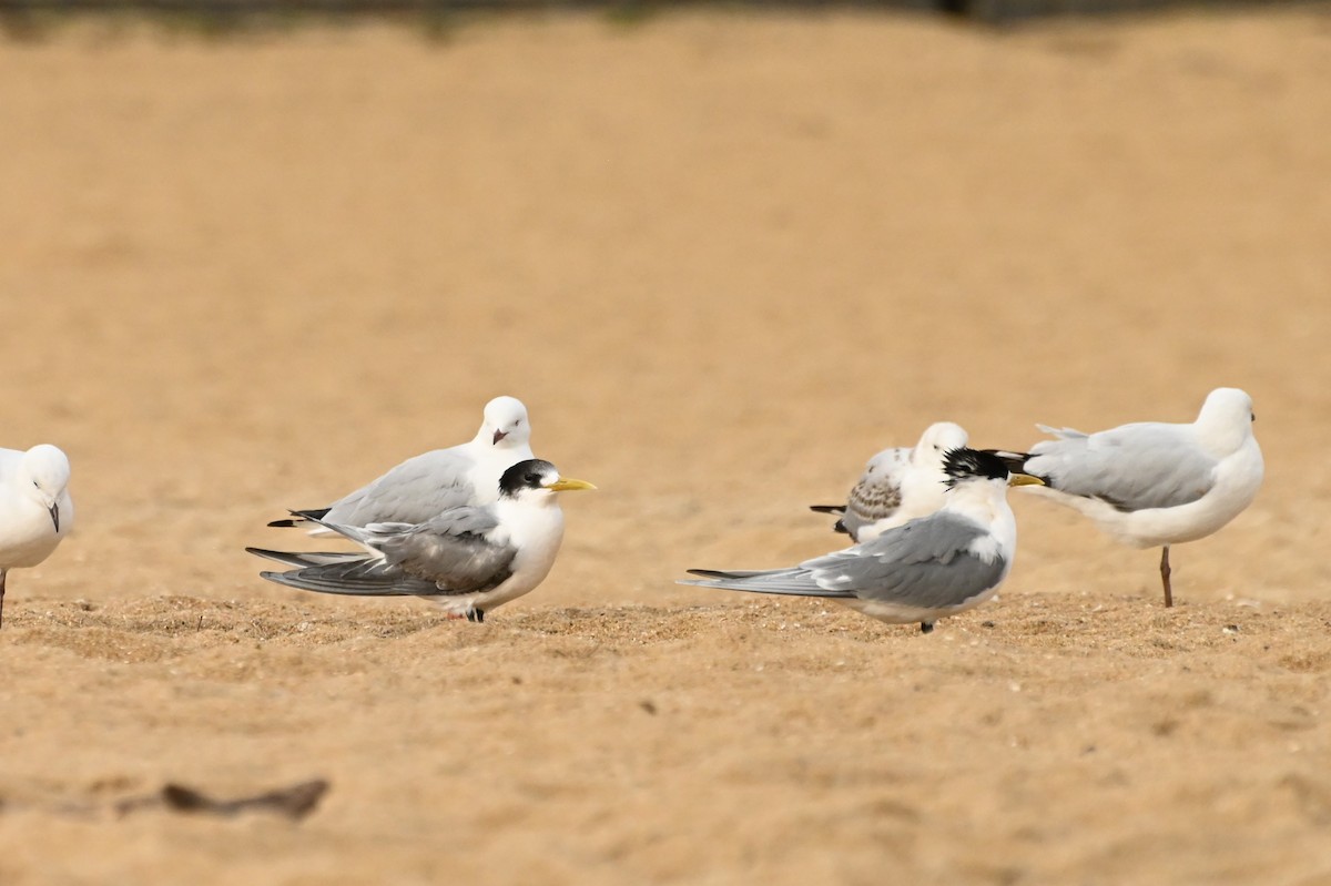 Great Crested Tern - ML624202519