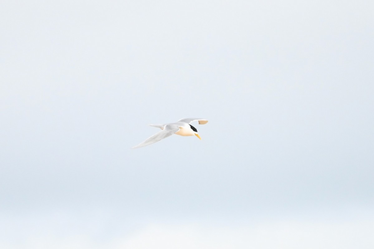 Great Crested Tern - ML624202520