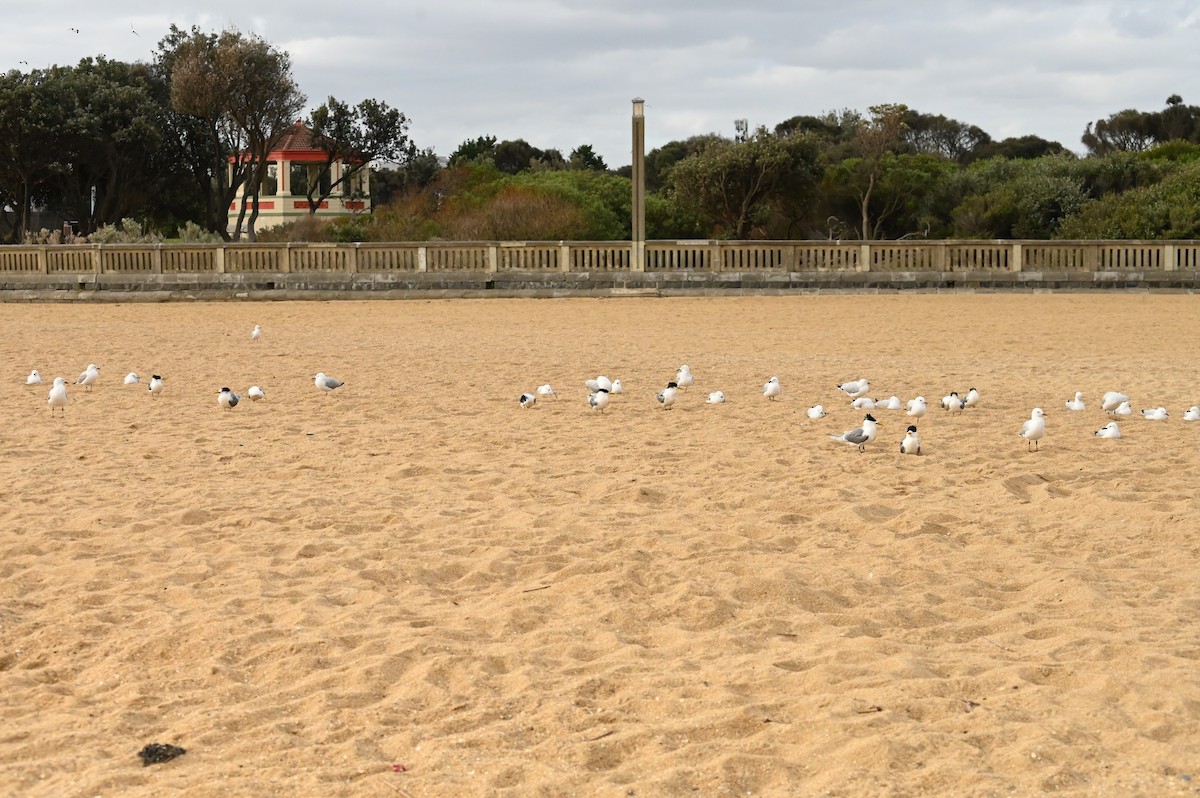 Great Crested Tern - ML624202521