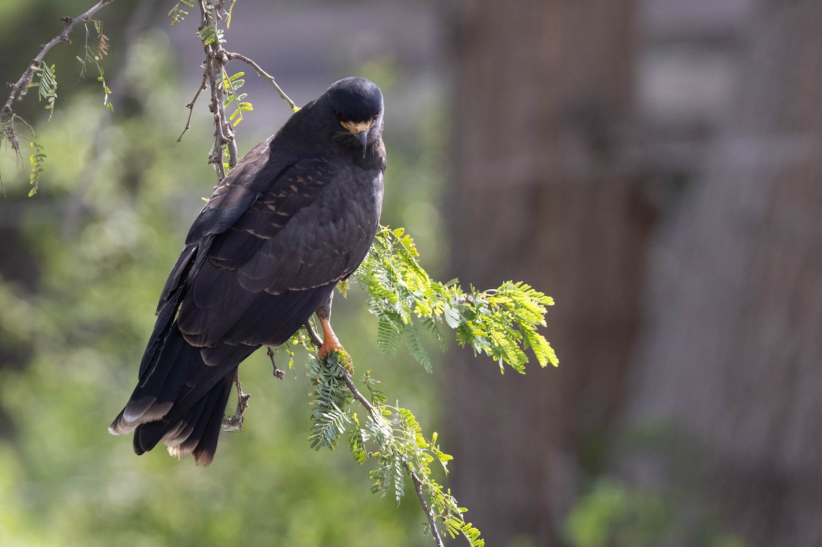 Snail Kite - ML624202526