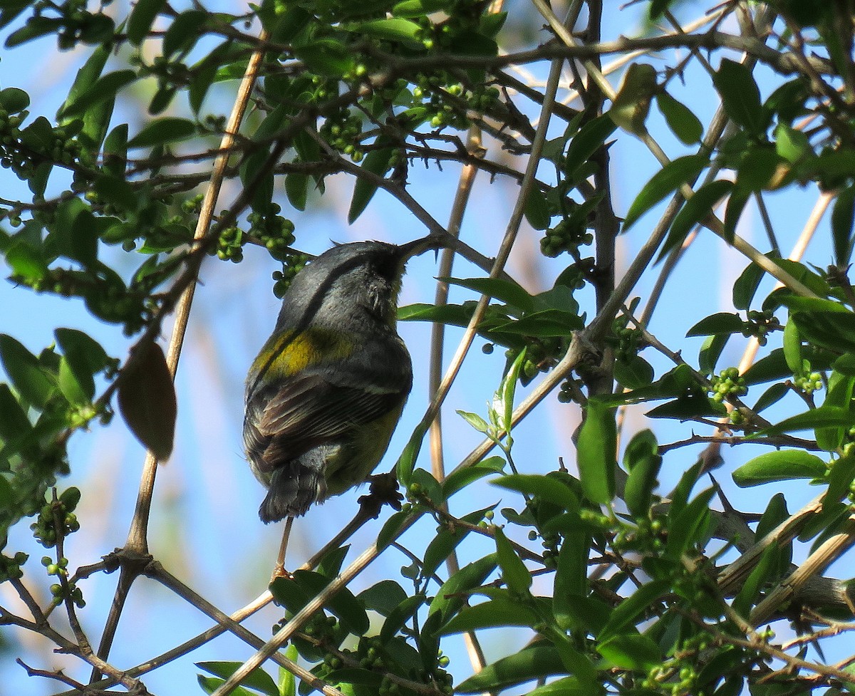 Tropical Parula - ML624202527