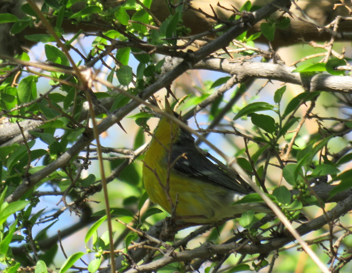 Tropical Parula - ML624202528