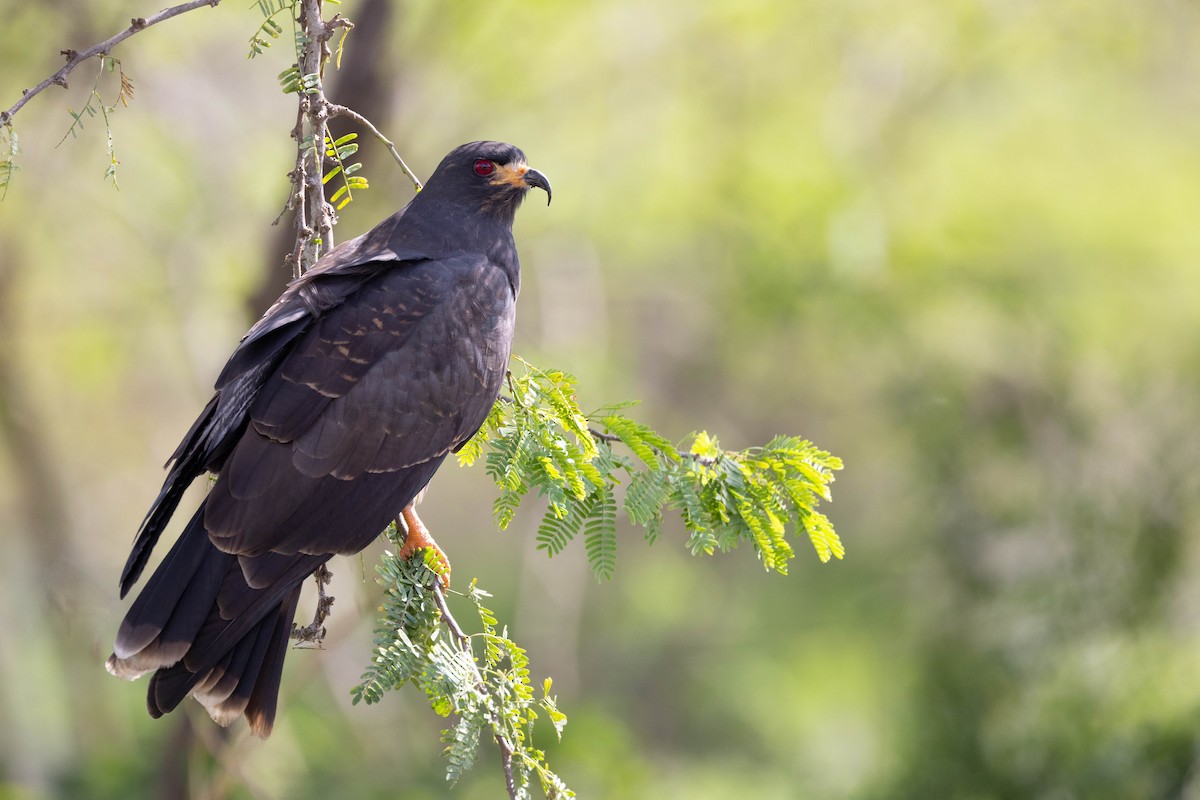 Snail Kite - ML624202531