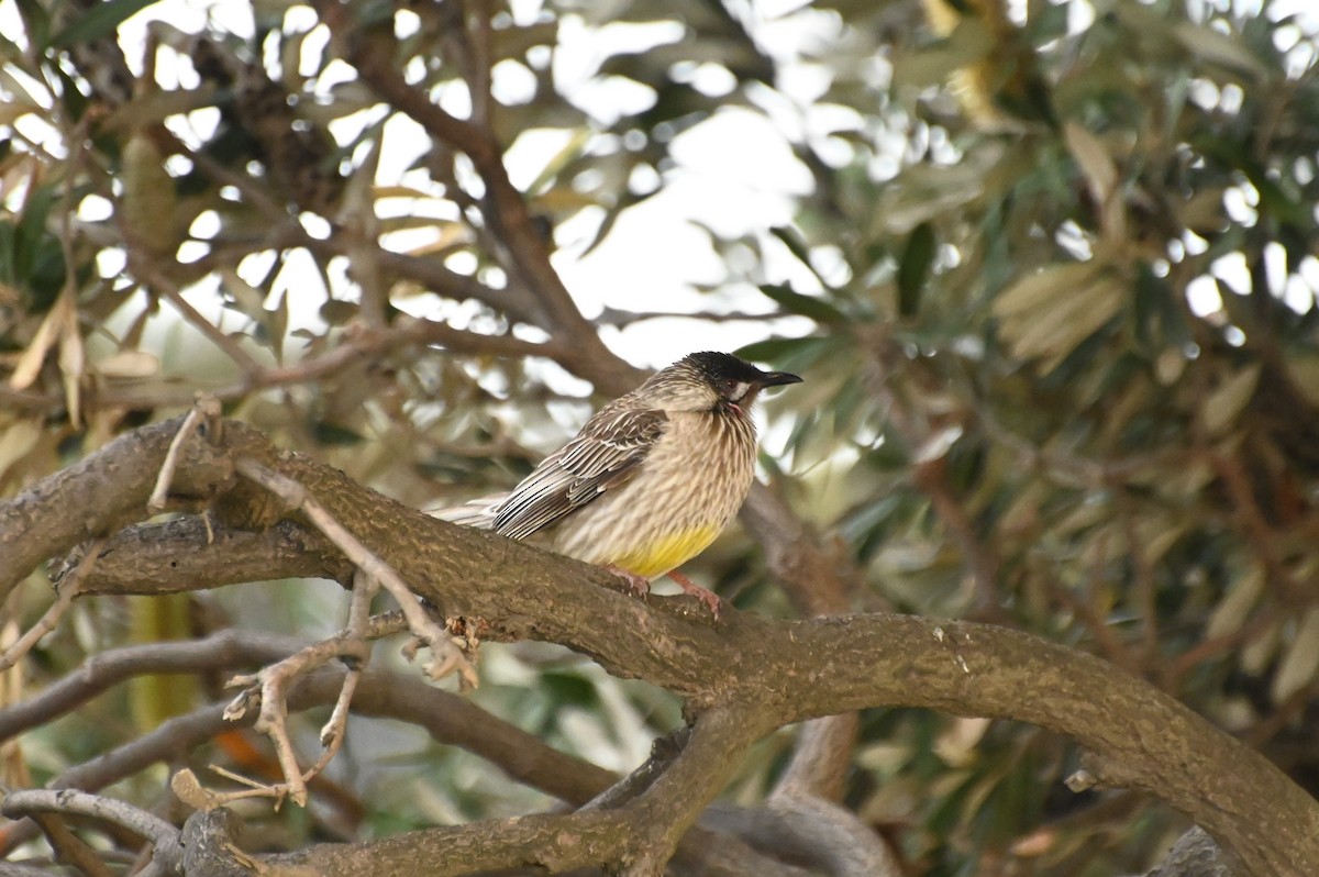 Red Wattlebird - ML624202554