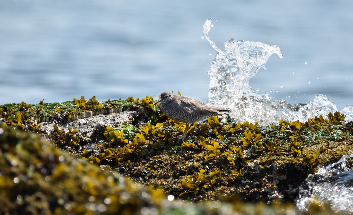 Wandering Tattler - ML624202560