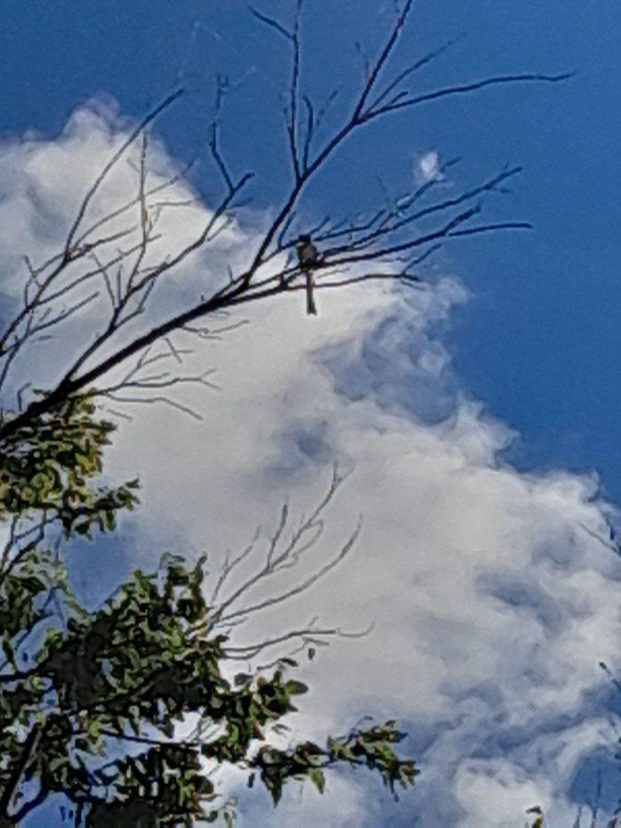 Scissor-tailed Flycatcher - ML624202563