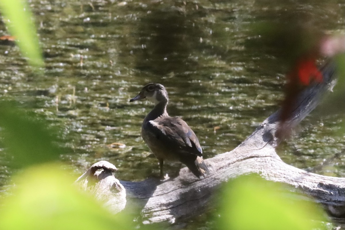 Wood Duck - Hannah Fawne