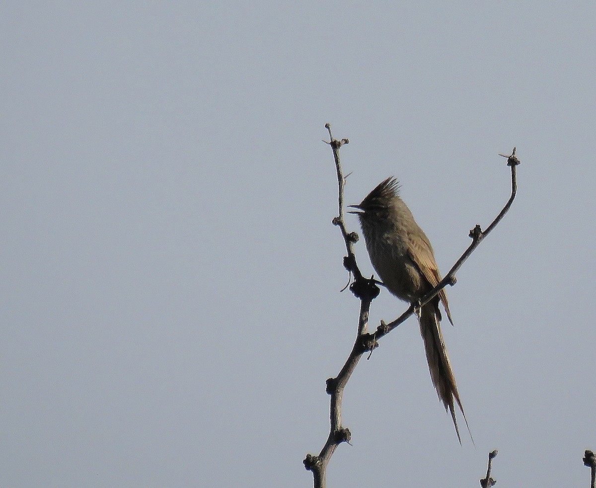 Tufted Tit-Spinetail - ML624202567