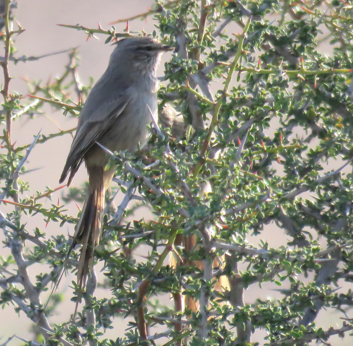 Tufted Tit-Spinetail - ML624202568