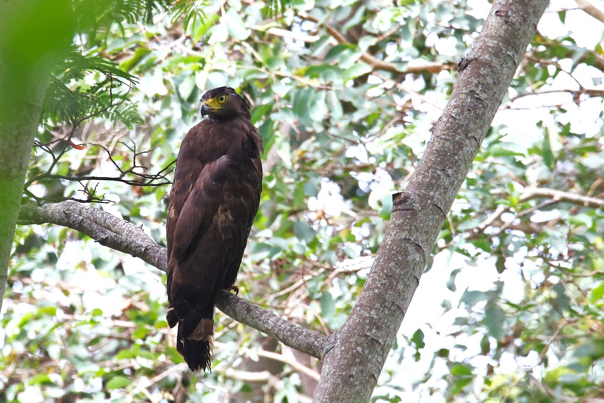 Crested Serpent-Eagle - ML624202576