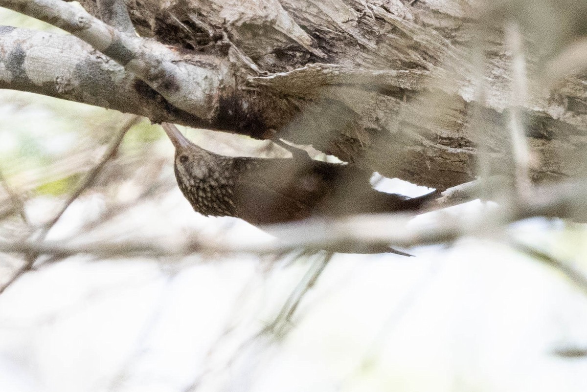 Straight-billed Woodcreeper - Doug Gochfeld