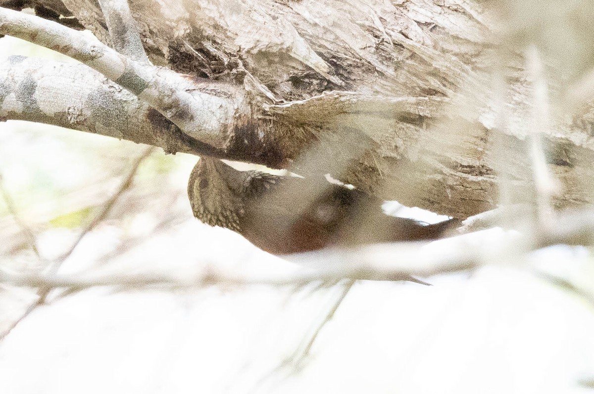 Straight-billed Woodcreeper - ML624202580