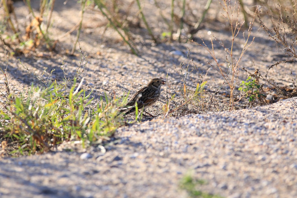 Lapland Longspur - ML624202584